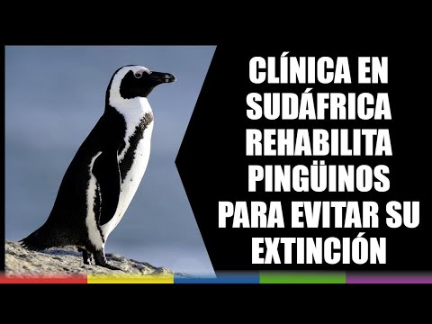 Clínica en Sudáfrica rehabilita pingüinos para evitar su extinción