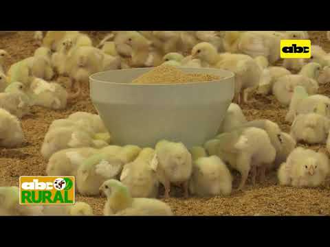 ABC Rural: Importancia de los comederos automáticos en avicultura (I)