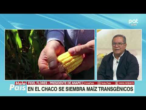 ''EN EL CHACO YA SE SIEMBRA CON MAÍZ TRANSGENICOS'' FIDEL FLORES -   PDTE  ANAPO