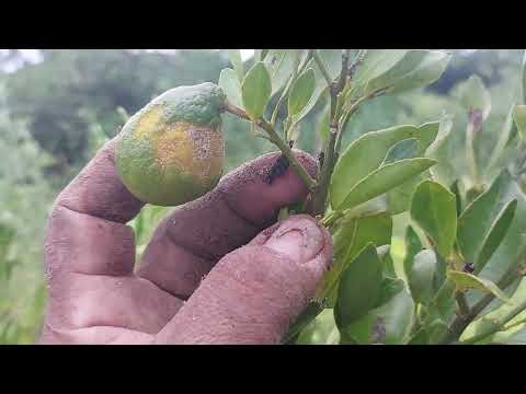 Como planta mudas de forma correta. ( muda de maracuja amarelo)