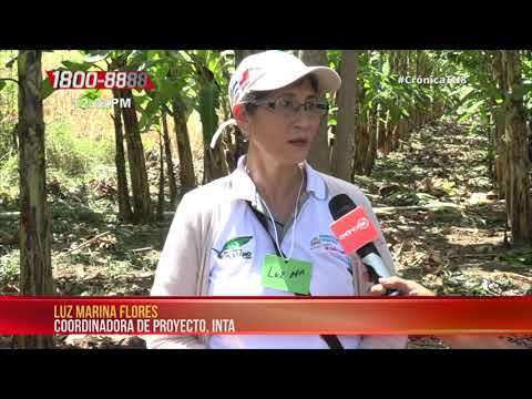Nicaragua: Ometepe realiza congreso sobre tecnologías productivas de plátano
