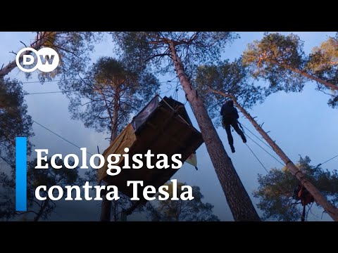 Alemania: activistas contra Tesla para salvar un bosque