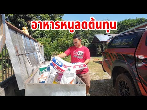อาหารหนูนา-การให้อาหารแบบลดต้น อาหารหนูนา-การให้อาหารแบบลดต้น