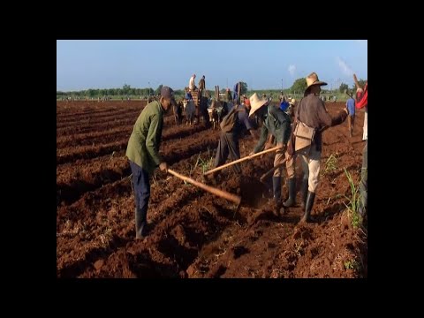 Establece estrategias agricultura en Cienfuegos para campaña de frío