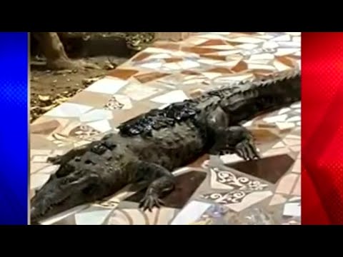 Familia encuentra cocodrilo de dos metros en su patio