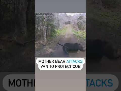 Mother Bear Charges at Van Driving Down Forest Road