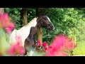 Dressage horse Royal Danita
