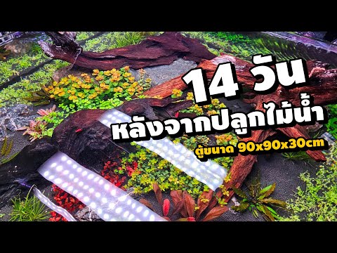 14วันหลังจากปลูกไม้น้ำไปแล้ว