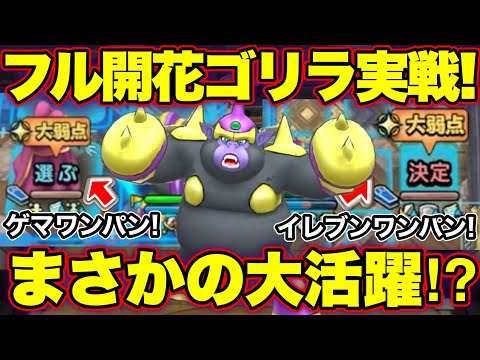 【ドラクエタクト】開花ゴリラがPvP実戦投入でまさかの大活躍！？