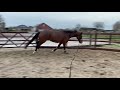 Dressage horse Nieuwe film!! 4 jarige Franklin Bordeaux merrie