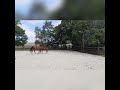 Springpaard Veulen uit Prestatie rijke stam!