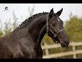 Dressage horse chique zwarte dressuurmerrie