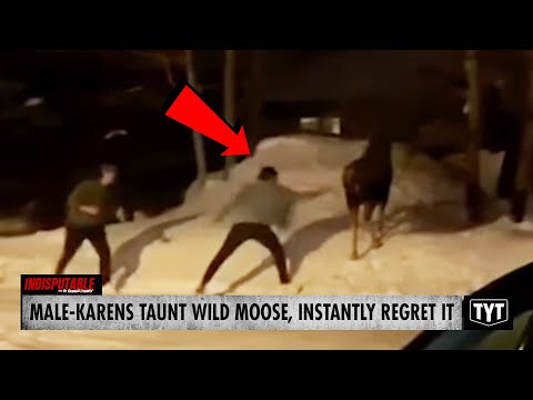 WATCH: Male-Karens Taunt Wild Moose, Instantly Regret It