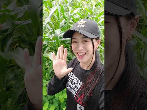 น้องแป้งสาวสวยในดงข้าวโพดบ้านอ น้องแป้งสาวสวยในดงข้าวโพดบ้านอ