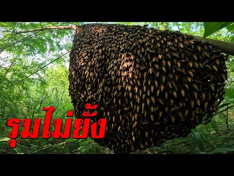 HONEYHUNTINGตามตัวกินดอกไม้เ