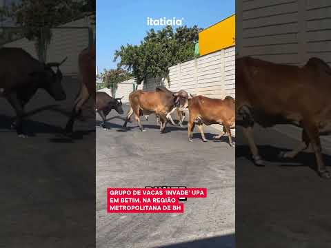 FATO INUSITADO! VÁRIAS VACAS PASSEARAM EM FRENTE A UNIDADE DE PRONTO ATENDIMENTO NA CIDADE DE BETIM