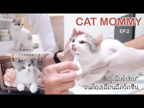 🎀-CAT-MOMMY-EP.2-|-Vlog-พาจูเน 🎀-CAT-MOMMY-EP.2-|-Vlog-พาจูเน