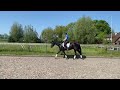 حصان الفروسية Mega leuk en knap paard!!