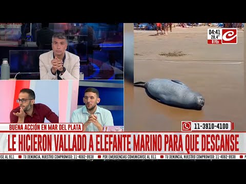 Viral: le pusieron un vallado a un elefante marino para que descansara y el resultado  fue furor