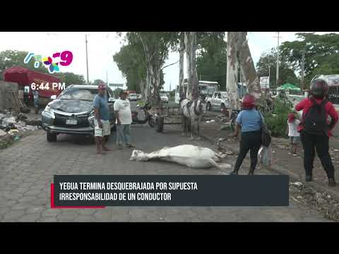 Yegua termina desquebrajada tras supuesta irresponsabilidad de conductor en Pista El Dorado