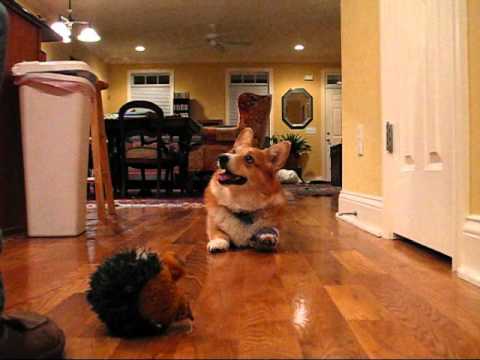 Charlie jumpy jumpy.wmv