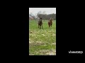 حصان الفروسية TWEEJARIGE HERMES-DOCHTER UIT MOEDERLIJN HENKIE: dressuurtopper in dop