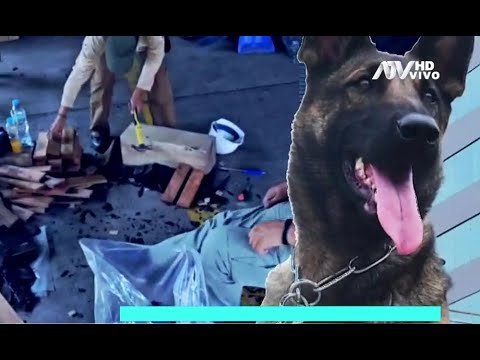 La lucha contra el narcotráfico del escuadrón canino entrenado por instructores de la Sunat