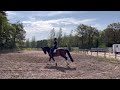 Dressage horse 7-jarige Brave en lieve merrie v Ferdeaux