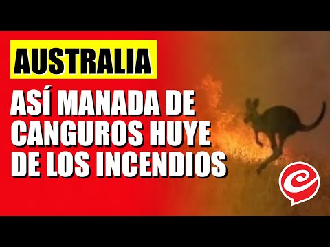 Desgarrador: así manada de canguros huye de los incendios en Australia