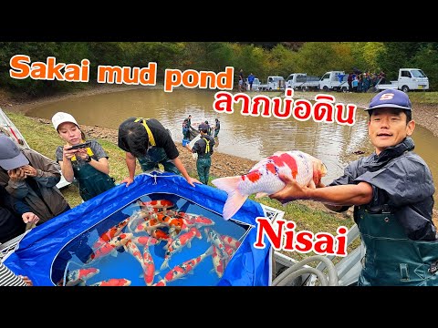 ลากปลาบ่อตินที่SakaiHiroshim