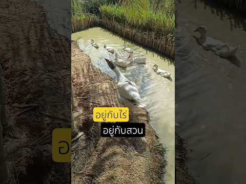 อยู่กับไร่อยู่กับสวน