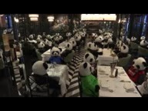 Stuffed Panda bears seated in restaurant protesting lockdown