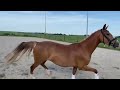 Dressage horse Talentvolle 4 jarige merrie