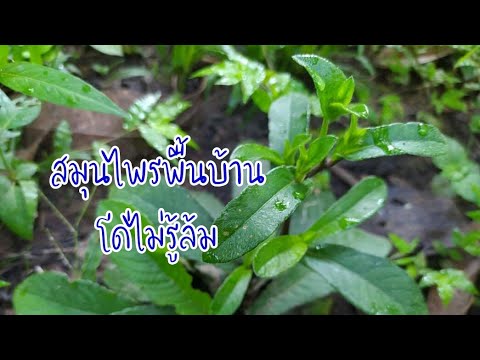 EP2สมุนไพรพื้นบ้านโด่ไม่รู้ล้ม EP2สมุนไพรพื้นบ้านโด่ไม่รู้ล้ม