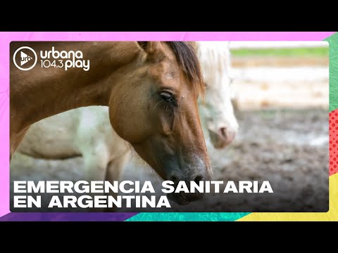 EMERGENCIA SANITARIA EN ARGENTINA: brotes de encefalomielitis equina #TodoPasa