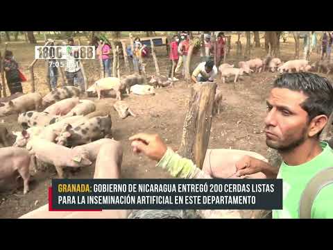 Entregan bonos de cerdas en Granada - Nicaragua