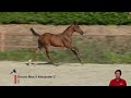 Show jumping horse CHACCO CHICA RV Z