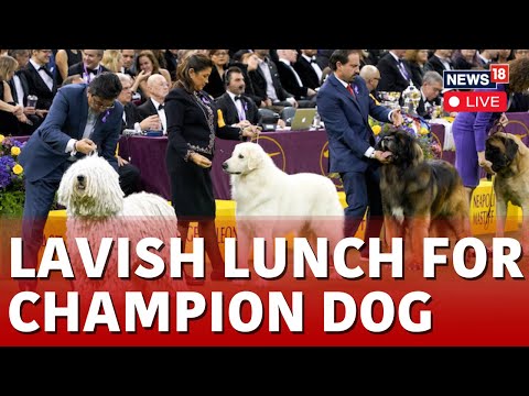 Westminster Club Dog Show LIVE | Miniature Poodle Wins Top Prize At Westminster Kennel Club Dog Show