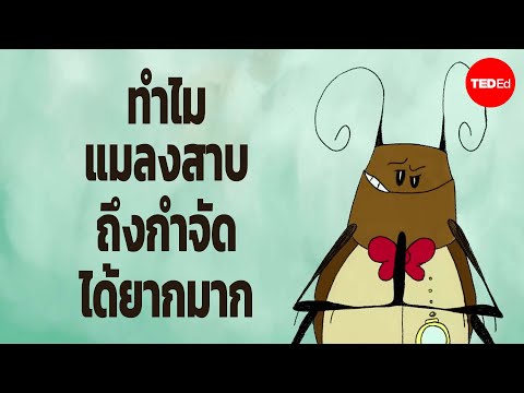 ทำไมแมลงสาบถึงกำจัดได้ยากมาก-