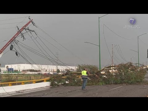 13 árboles y postes caídos; 20 casas afectadas y colonias sin luz... saldo de fuertes lluvias en SLP