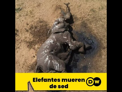 Elefantes mueren de sed