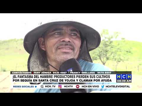 ¡El fantasma del Hambre! Productores pierden cultivos por sequía en Santa Cruz de Yojoa