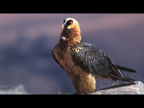Le gypaète barbu, l'oiseau qui mange les os des carcasses : la chronique de Guy Carlier