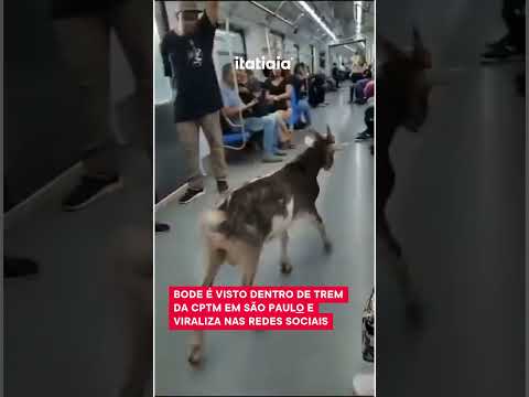 BODE É FLAGRADO PEGANDO 'CARONA' EM TREM NA GRANDE SÃO PAULO