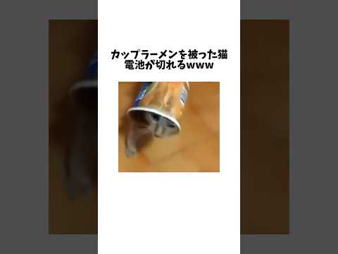 猫の動画サムネイル - 猫の電池を抜く方法www