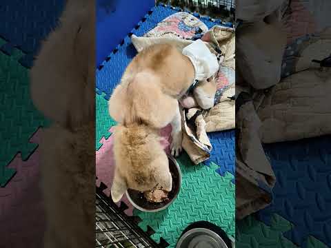 老蘇都是固定使用同一品牌的老犬飼料，避免不同的飼料造成狗狗腸胃不適應，泡軟後加入任何寵物罐頭及鮮食，若有胃口不佳或挑食的狗狗，家樂福的烤雞非常好用