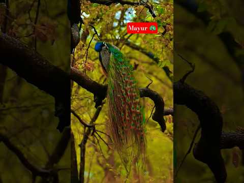 सुंदर पक्षी मोर 🦚 #peacock #nature #peacockdance #animals #shorts