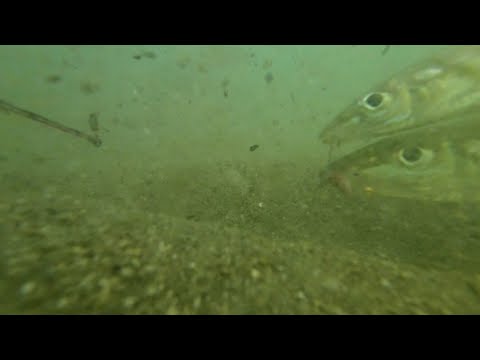 吹上浜で撮影した鱚の水中映像