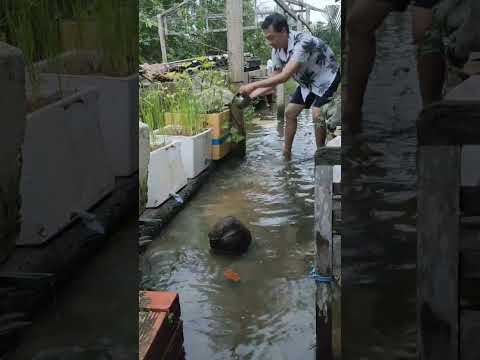 Khi nước lũ cũng thành nguồn sống cho khu vườn! When the flood becomes the farmer’s watering can