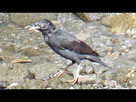 八哥在河道彈跳起飛 Crested Myna jumps and flies #bird #birding #wildlife #公園 #大自然 #生態攝影 #野生動物 #nature #hk #動物